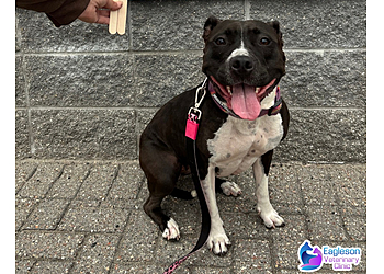 Ottawa veterinary clinic Eagleson Veterinary Clinic