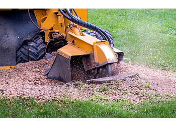 Edmonton Services d'arboriculteur Edmonton Arborist