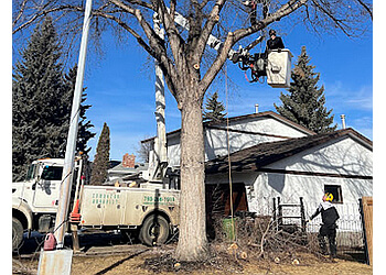 Edmonton Services d'arboriculteur Edmonton Arborist