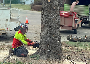 Edmonton Arborist - Sherwood Park, AB Services d'arboriculteur - Service Image