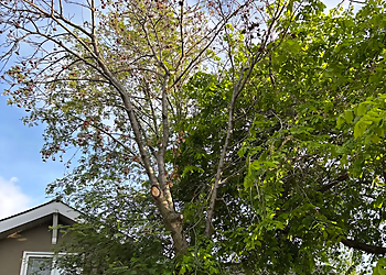 Edmonton Arborist - Sherwood Park, AB Services d'arboriculteur - Tree Removal Image