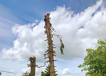 Edmonton Arborist - Sherwood Park, AB Services d'arboriculteur - Service Highlights