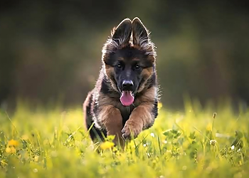 Educ O Poils - Drummondville, QC Dog Trainers - Dog Image