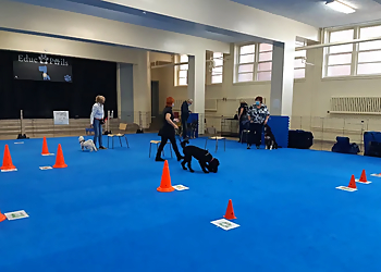 Educ O Poils Educ O Poils - Drummondville, QC Dog Trainers - Dog Training Session Image