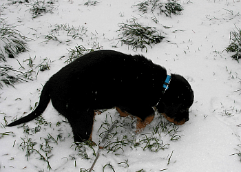 Terrebonne Dresseurs De Chiens Sylvain Duchesneau-Éducateur Canin Comportementaliste