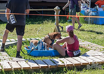 Elevation Dogs - Grande Prairie, AB Dog Trainers - Dog Training Image