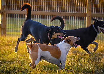 Elevation Dogs - Grande Prairie, AB Dog Trainers - Dog Image