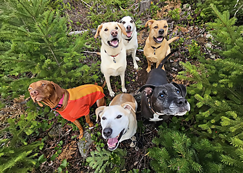 Nanaimo dog trainer Elite Dog Services