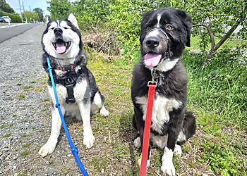 Nanaimo dog trainer Elite Dog Services 