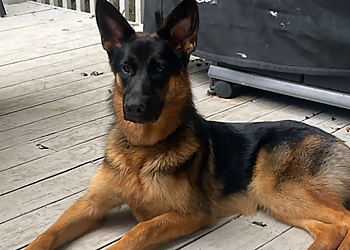 Elite Dog Training - Kitchener, ON Dresseurs De Chiens - Dog Image
