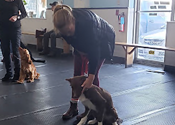 Elite Dog Training - Kitchener, ON Dresseurs De Chiens - Dog Training Image