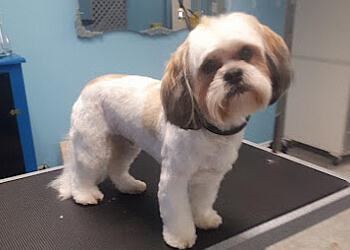 Peterborough pet grooming Elite Paws Grooming