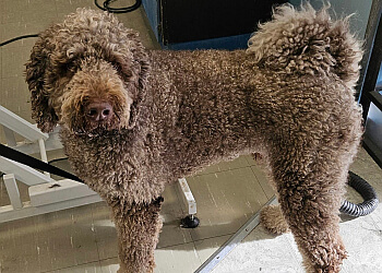 Peterborough pet grooming Elite Paws Grooming