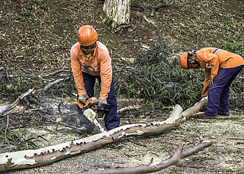 Repentigny tree service Emondage Repentigny