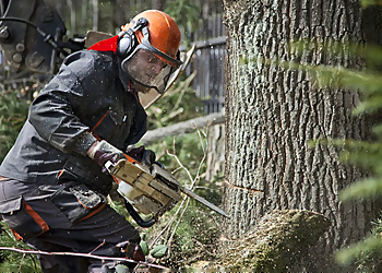 Repentigny Services d'arboriculteur Emondage Repentigny
