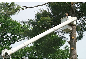 Saint Jean sur Richelieu Services d'arboriculteur Emondage Saint-Jean