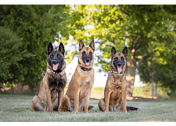 Waterloo dog trainer Endeavour K9