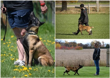 Waterloo dog trainer Endeavour K9