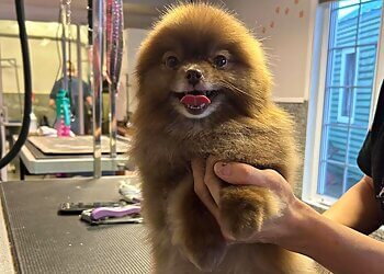 Levis Salons de Toilettage Pour Animaux De Compagnie Entre Bonnes Griffes