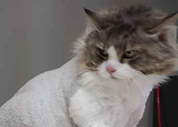 Drummondville pet grooming Entre Chien & Chat Boutique Et Toilettage Inc.