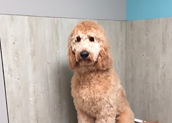 Drummondville pet grooming Entre Chien & Chat Boutique Et Toilettage Inc.