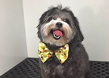 Drummondville Salons de Toilettage Pour Animaux De Compagnie Entre Chien & Chat Boutique Et Toilettage Inc.