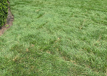 Terrebonne Service D'Entretien De Pelouse Entretien de pelouse La Coupe Royale