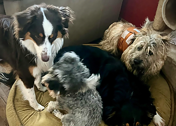 Saint Hyacinthe Dresseurs De Chiens Espace Canin Yandy