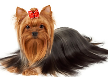 Saint Hyacinthe Dresseurs De Chiens Espace Canin Yandy