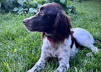 Saint Hyacinthe dog trainer Espace Canin Yandy