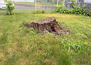 Essouchage Dulude - Saint Jean sur Richelieu, QC Tree Services - Project Image