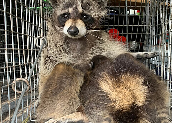 Terrebonne Services d'extermination de parasites Extermination 360, Inc.