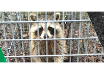 Sherbrooke animal removal Extermination Altex