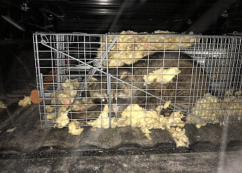 Brossard Services d'extermination de parasites Extermination Complete Bugs