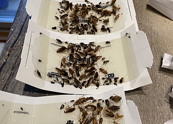 Brossard Services d'extermination de parasites Extermination Complete Bugs