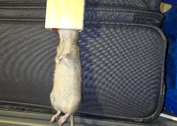 Extermination Dynamique - Saint Hyacinthe, QC Services d'extermination de parasites - Rat Control Image