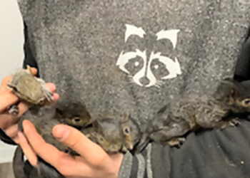 Extermination Wildlife Outaouais - Gatineau, QC Animal Removal - On-Site Service Image