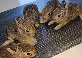 Extermination Wildlife Outaouais - Gatineau, QC Animal Removal - Service Highlights
