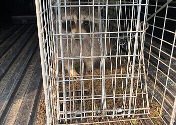 Shawinigan pest control Exterminator GSEI Groupe Solution