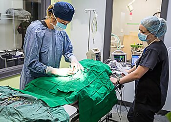 Fredericton veterinary clinic Fredericton Animal Hospital