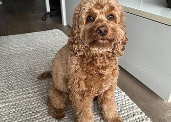 Toronto pet grooming Fur Bar