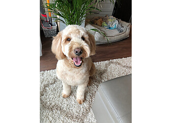 Toronto pet grooming Fur Bar