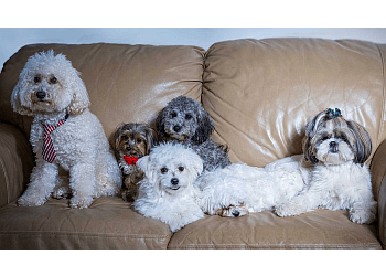 North Vancouver Dresseurs De Chiens Fabulous Paw