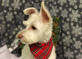 Red Deer Salons de Toilettage Pour Animaux De Compagnie Fetch Haus