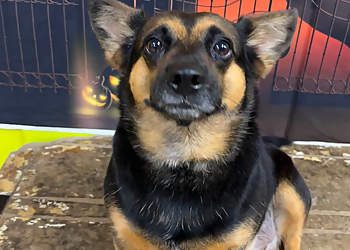 Fido's Playground Doggie Daycare - Stratford, ON Dog Trainers - Puppy Image