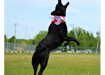 Stratford dog trainer Fido's Playground Doggie Daycare
