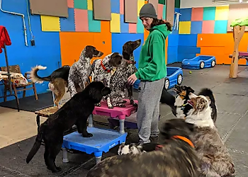 Fido's Playground Doggie Daycare - Stratford, ON Dog Trainers - Dog Training Image