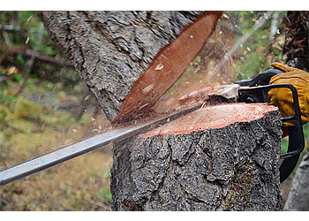 Richmond Hill tree service Five Star Tree Services Inc.