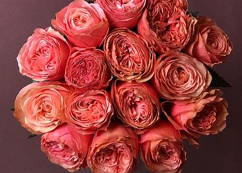 Montreal florist Fleuriste Pourquoi Pas Fleurs