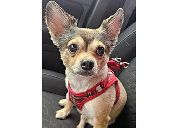 St Johns Salons de Toilettage Pour Animaux De Compagnie Four Paws Dog And Cat Grooming Inc.